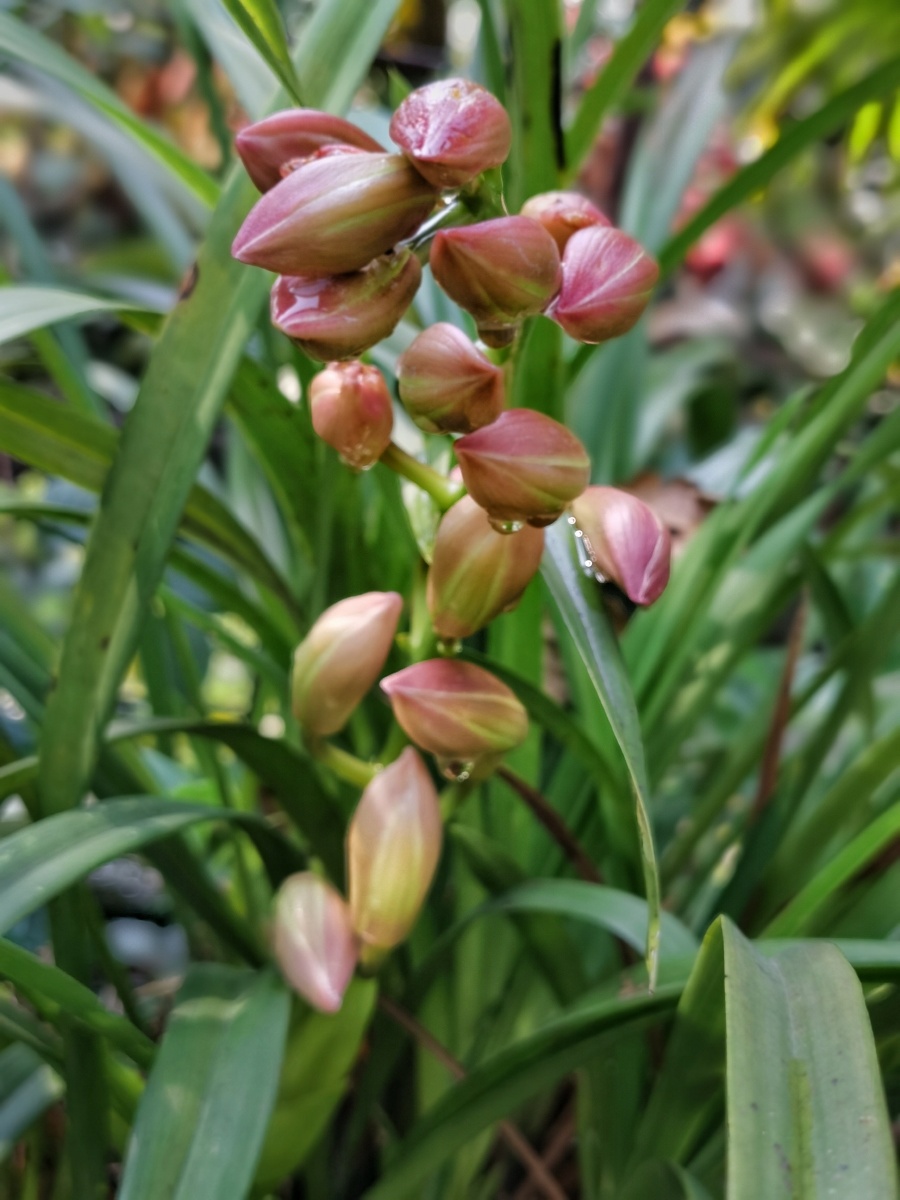 大花蕙兰的花苞大花蕙兰是兰属中的大花附生种,小花垂生种以及一些地