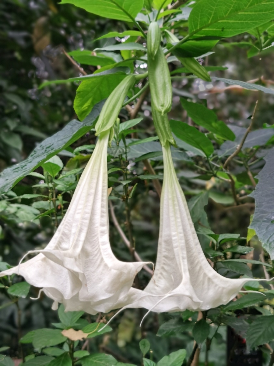 藏传佛教里有关微观宇宙的模型就叫"曼陀罗",即佛家所谓"一花一世界