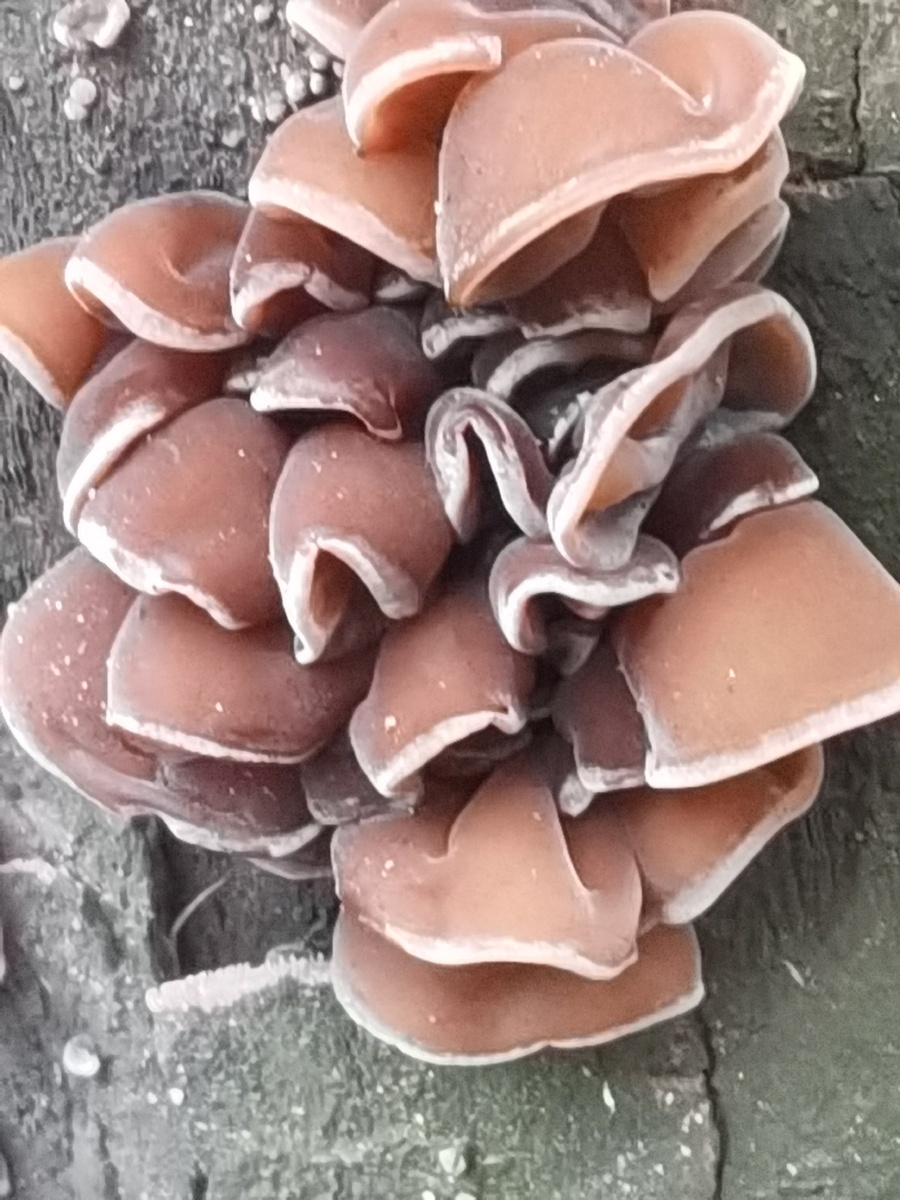 同一棵梧桐树上.长出了两种蘑菇