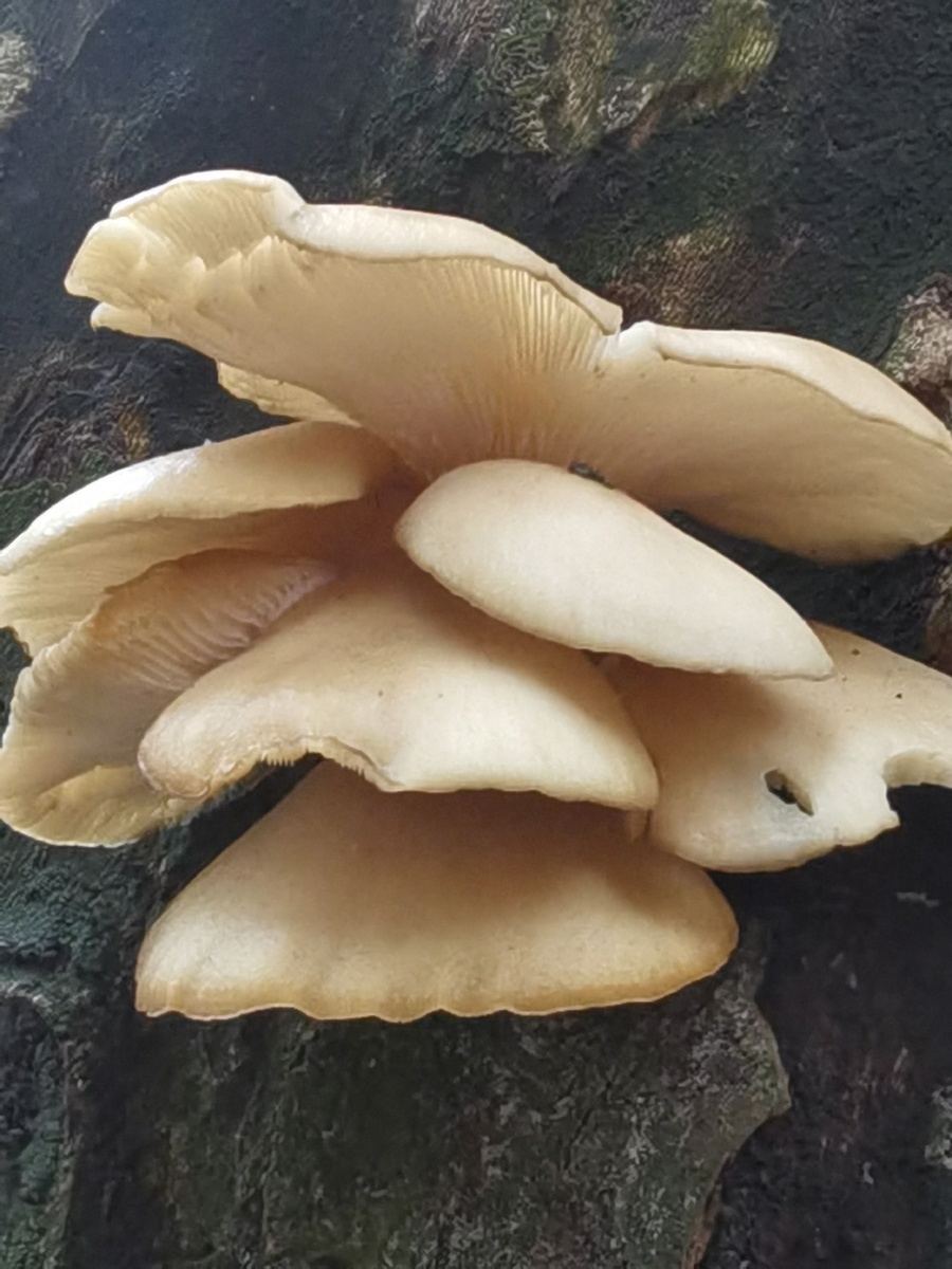 同一棵梧桐树上.长出了两种蘑菇