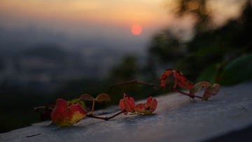 红叶（2）