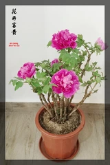 牡丹