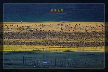 牧场光阴
