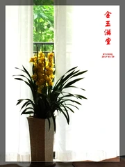 惠兰