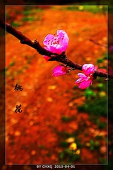 DSC04519_1