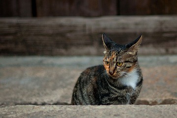 DSC_0264_副本.jpg