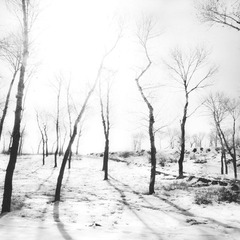 雪（4）.jpg
