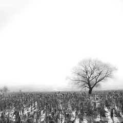 雪（9）.jpg