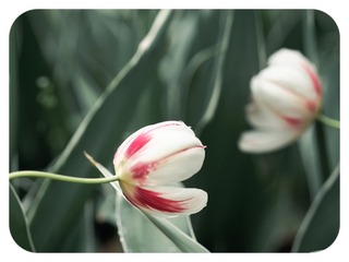 初夏之小清新（9）.jpg