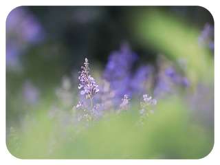 初夏之小清新（14）.jpg