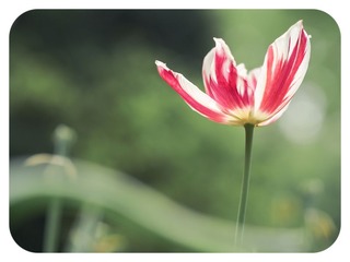 初夏之小清新（15）.jpg