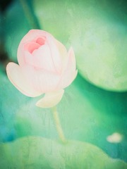 荷（2）.jpg