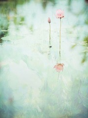荷（4）.jpg