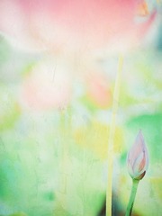 荷（6）.jpg