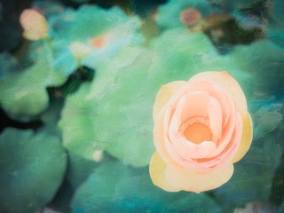 荷（7）.jpg