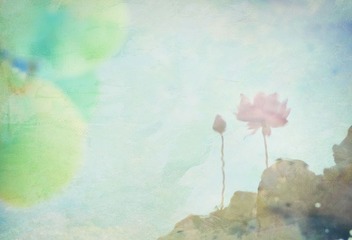 荷（8）.jpg