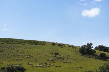 坝上夏天 (4)