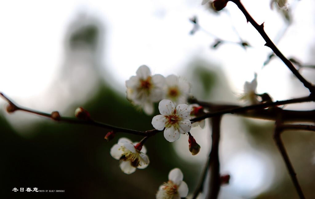 腊梅花开