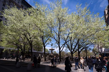 Central Park NYC
