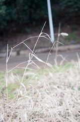 DSC_0036.jpg