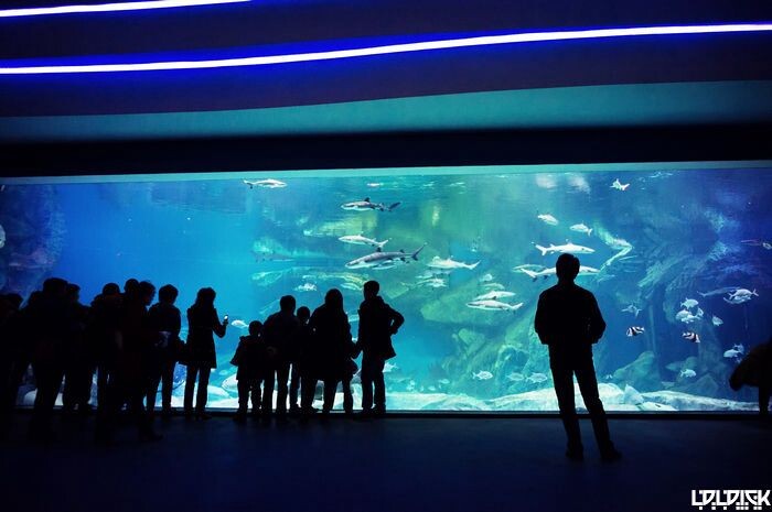 CHENGDU OCEAN PARK<br />
