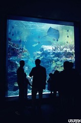 CHENGDU OCEAN PARK