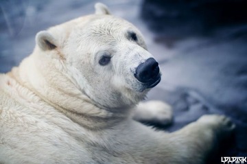 CHENGDU OCEAN PARK
