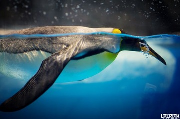 CHENGDU OCEAN PARK