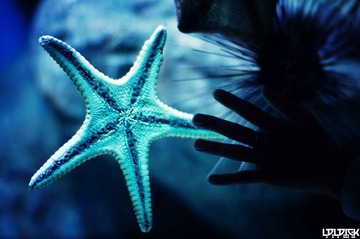 CHENGDU OCEAN PARK