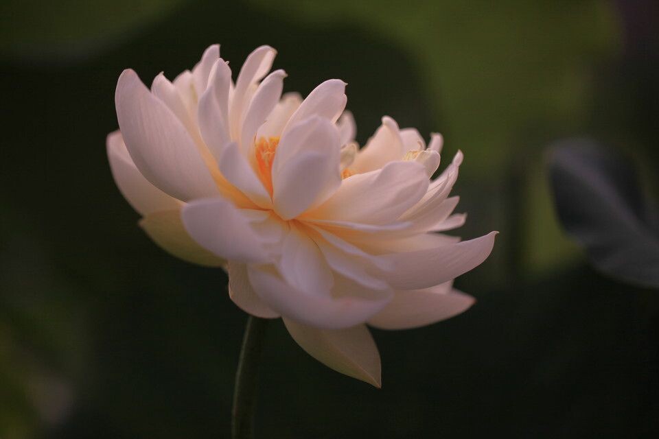 荷花<br />
