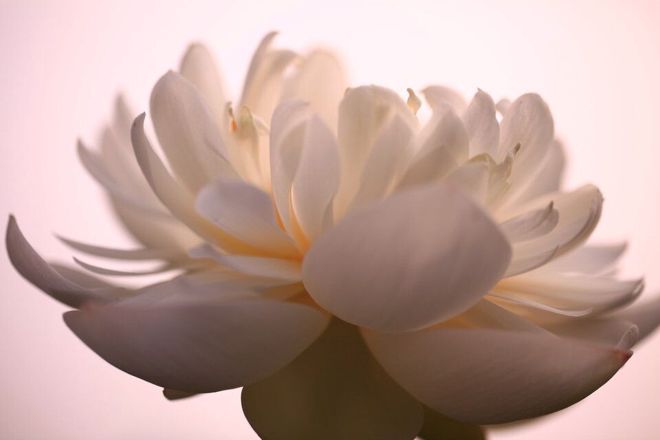 荷花<br />
