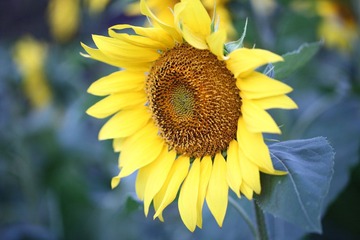 IMG_1893.JPG