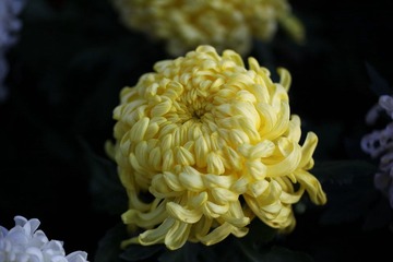 IMG_1905.JPG