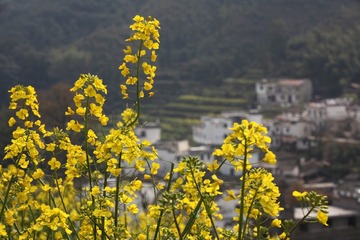 2011-4婺源 009