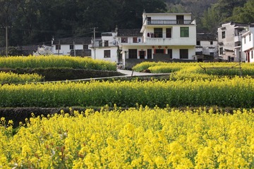 2011-4婺源 070