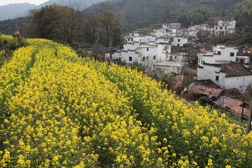 2011-4婺源 025
