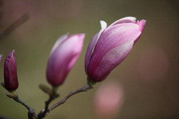 2011-4婺源 305