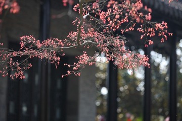 2011-4瘦西湖