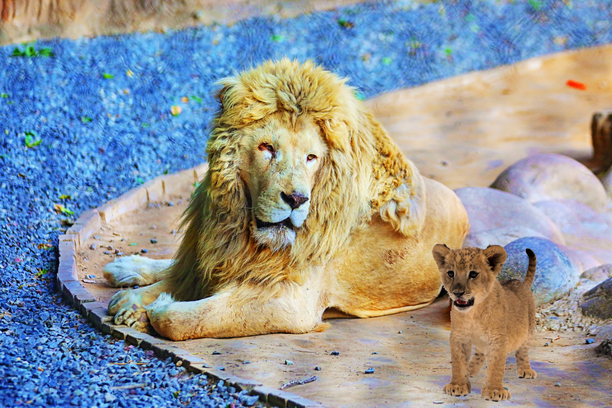 北京野生动物园拍摄的狮子猎豹和棕熊