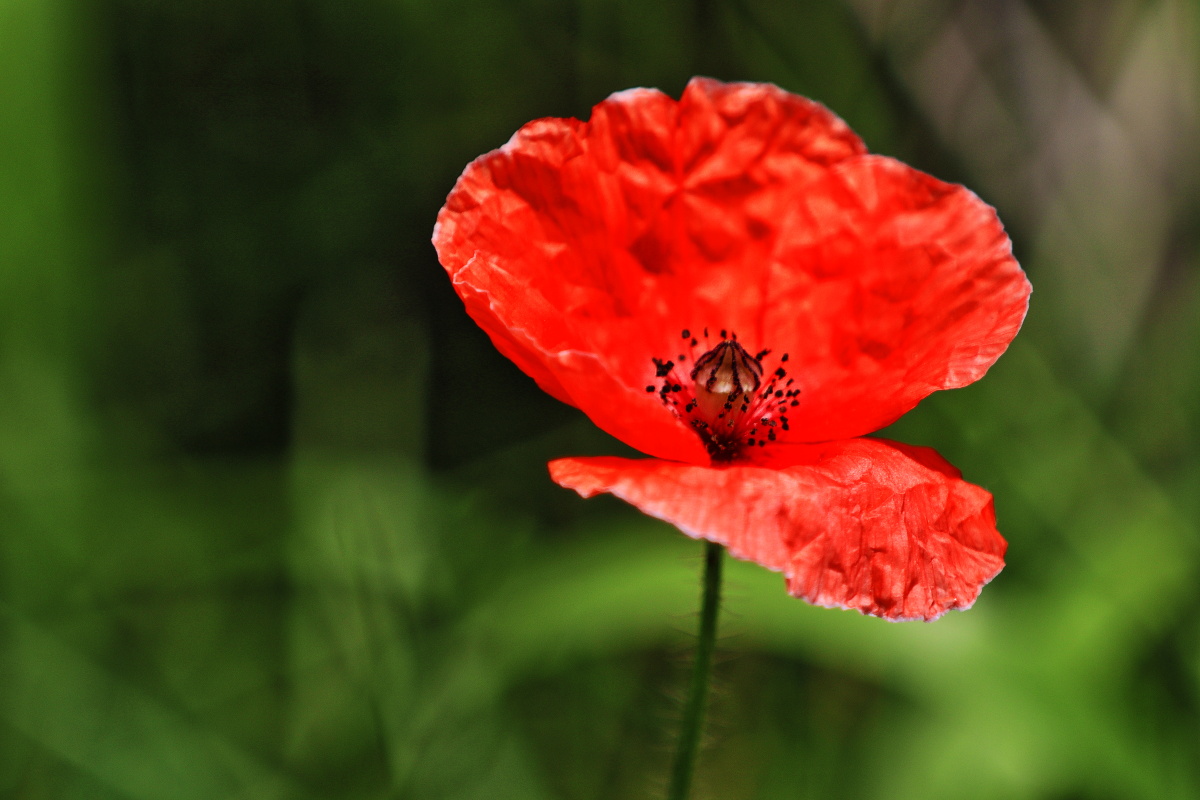 佳能EOSM50(70mm-200mmf2.8+2倍增距镜等