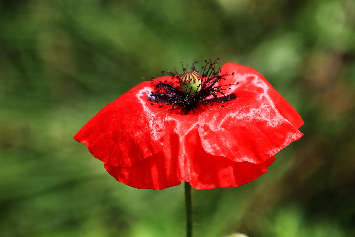 佳能EOSM50(70mm-200mmf2.8+2倍增距镜等