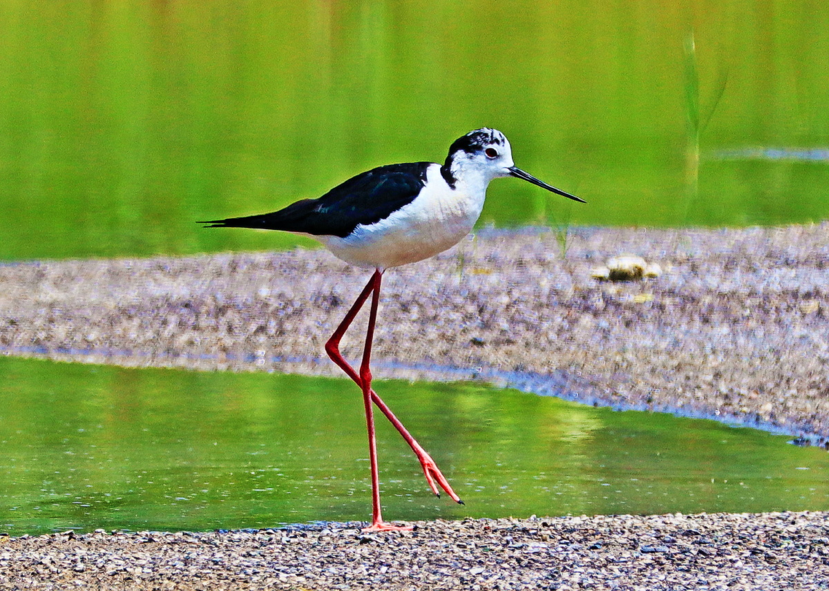 佳能EOSM50(70mm-200mmf2.8+2倍增距镜潮