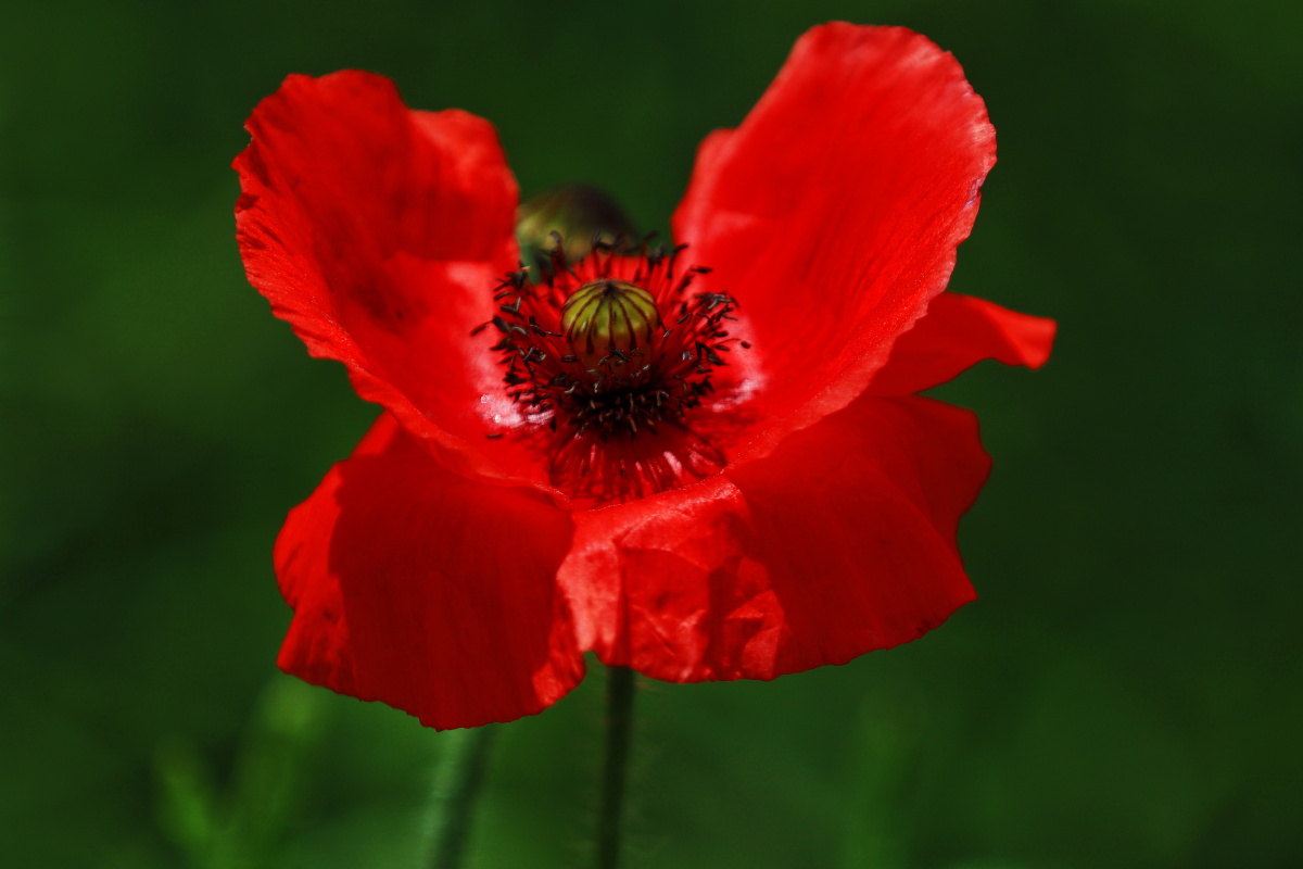 佳能EOSM50(70mm-200mmf2.8+2倍增距镜等