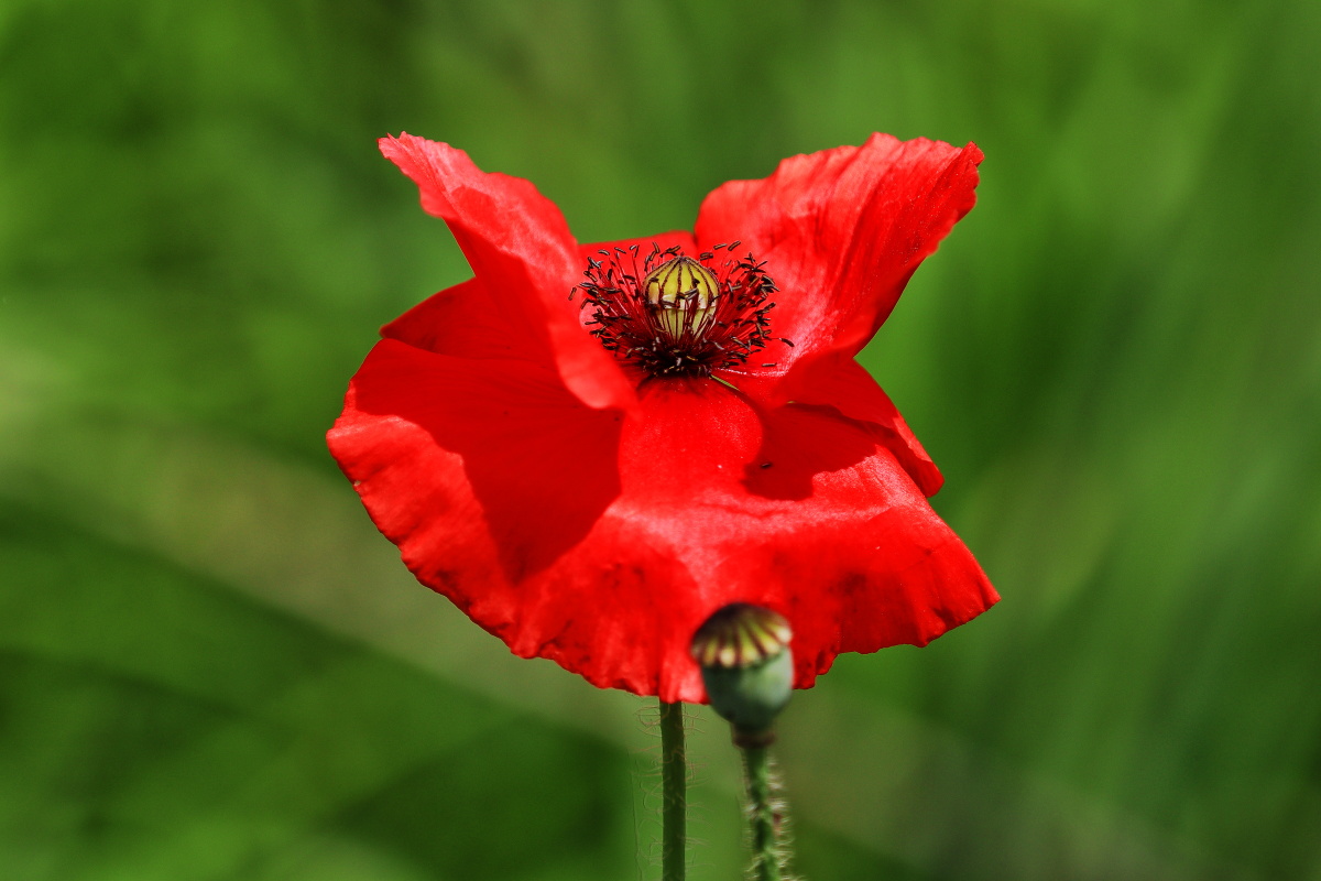 佳能EOSM50(70mm-200mmf2.8+2倍增距镜等