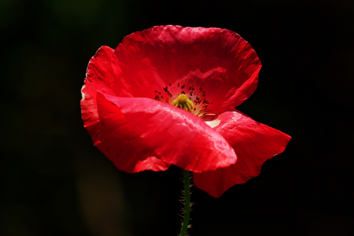 佳能EOSM50(70mm-200mmf2.8+2倍增距镜等