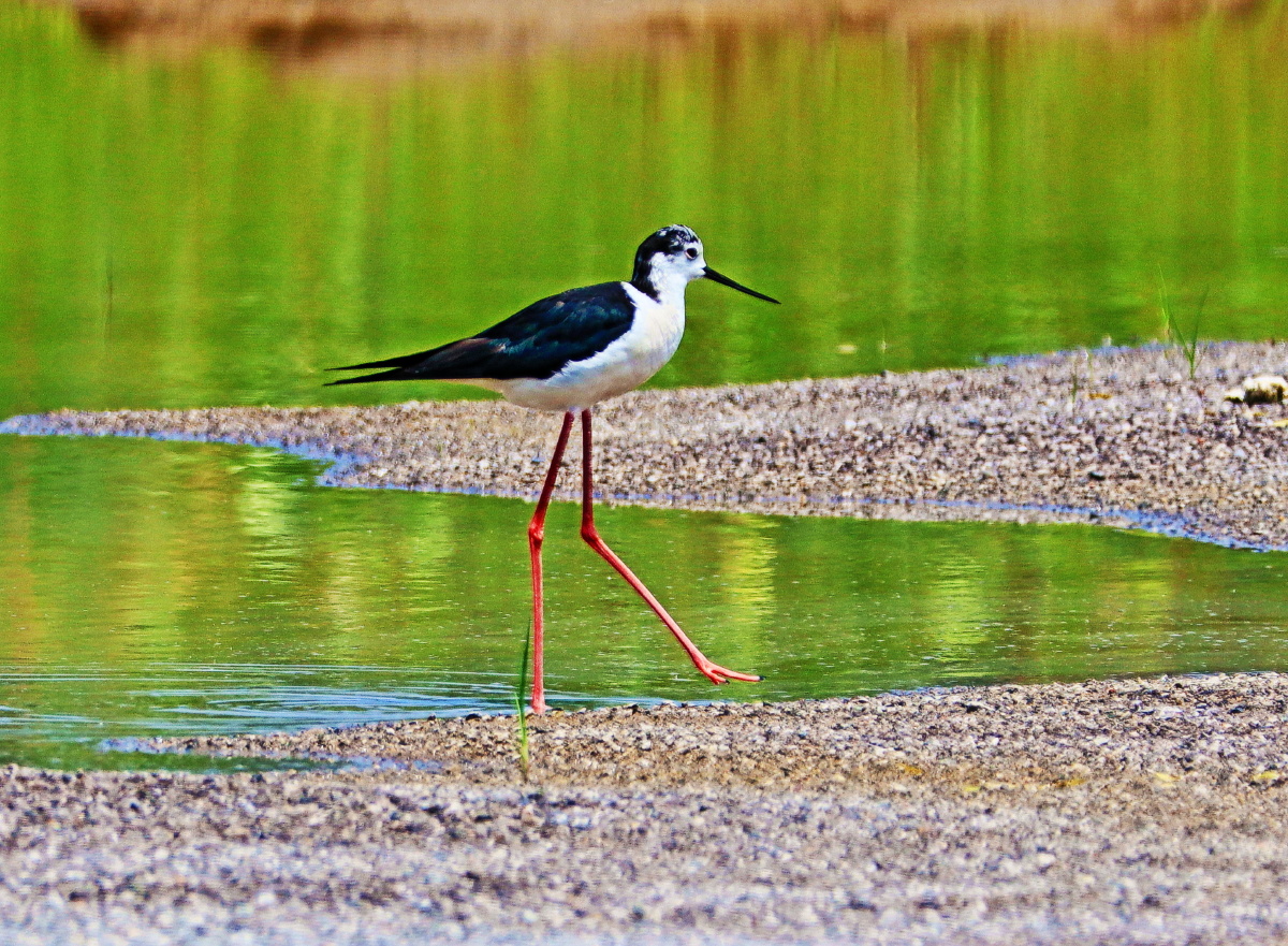 佳能EOSM50(70mm-200mmf2.8+2倍增距镜潮