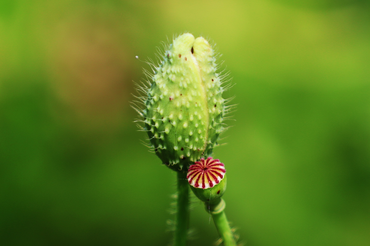佳能EOSM50(70mm-200mmf2.8+2倍增距镜等
