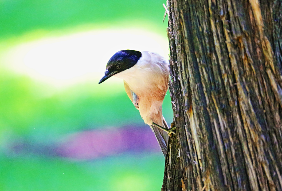 超长焦距镜头的魅力佳能5dmarkiv150600mmf563中山公园拍摄的灰喜鹊