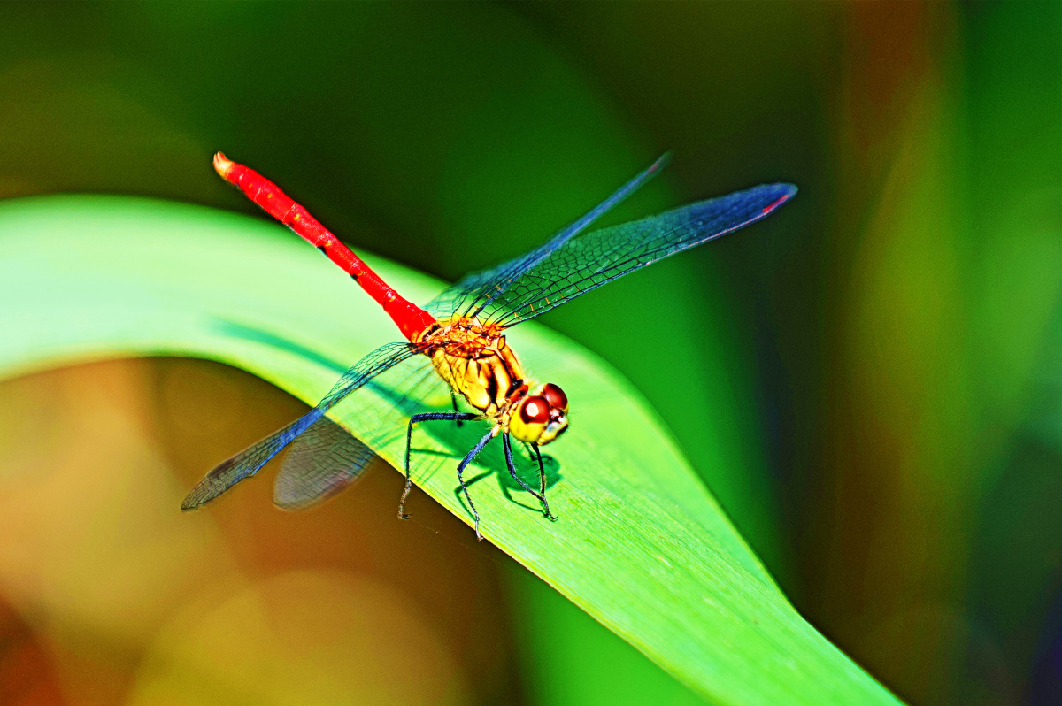 佳能1dxmarkⅢ70200mmf282倍增巨镜北京奥林匹克公园拍摄的蜻蜓