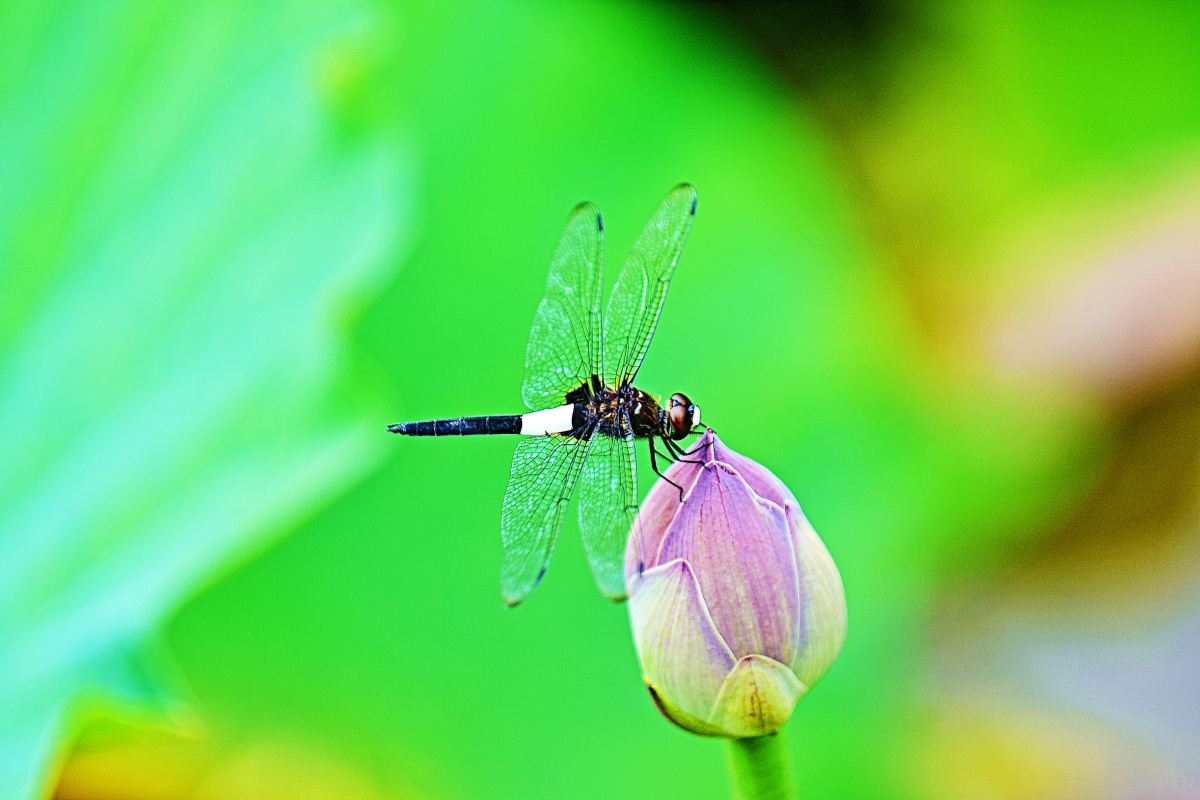 佳能1dxmarkⅢ200mmf282倍增巨镜北京大观园拍摄的荷花与蜻蜓